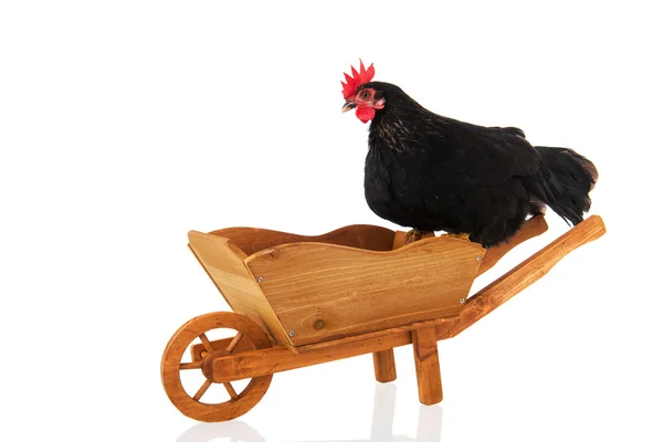 Huhn auf Schubkarre — Stockfoto