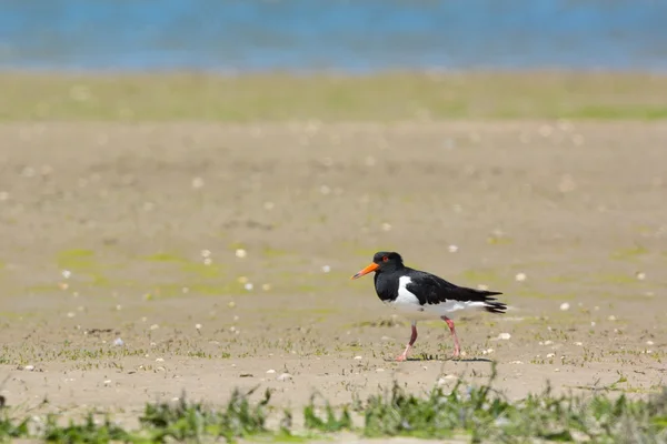 Eurasiático Oystercatcher — Fotografia de Stock