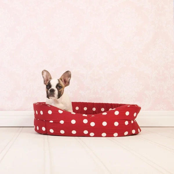 Little French bulldog puppy — Stock Photo, Image