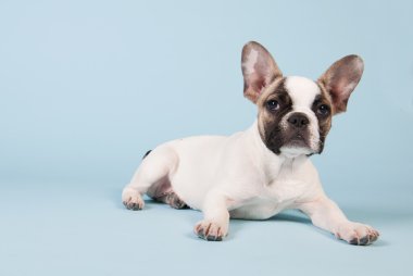 Fransız bulldog köpeği.