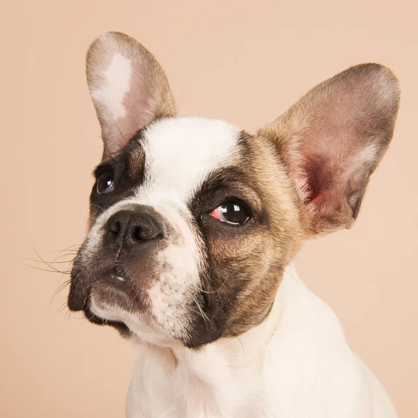 Cachorrinho de bulldog francês — Fotografia de Stock