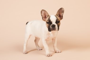Fransız bulldog köpeği.