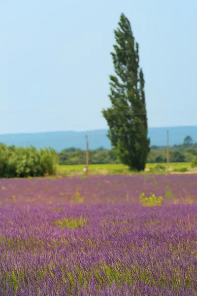 Fields of lavender — Stock Photo, Image