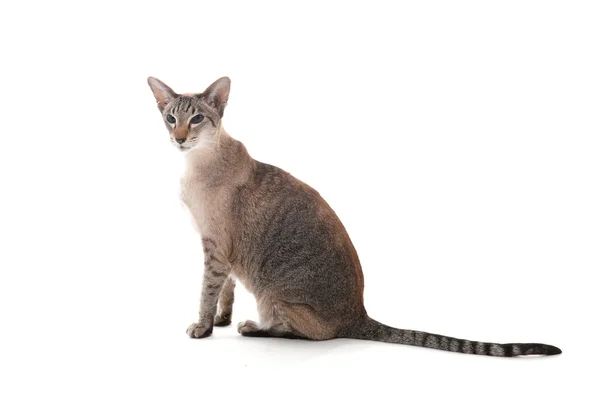Uszczelnienie pręgowany kot Syjamski — Zdjęcie stockowe