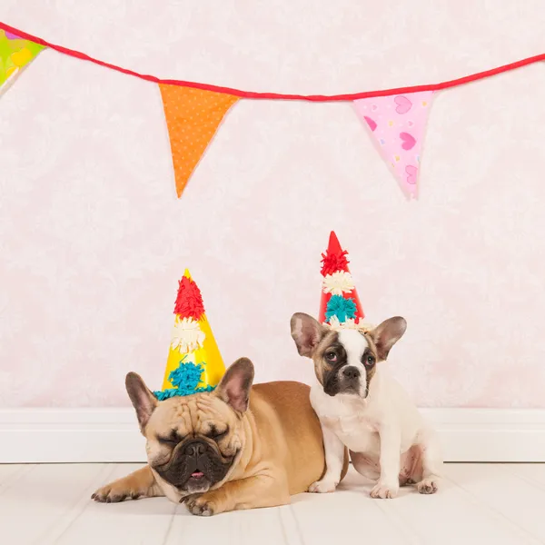 Birthday dogs — Stock Photo, Image