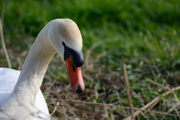 Mute swan on nest — Stock Photo, Image