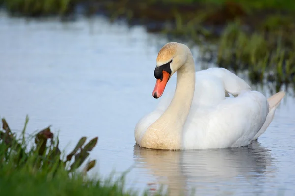 Mute swan swimming in ditch — Stock Photo, Image