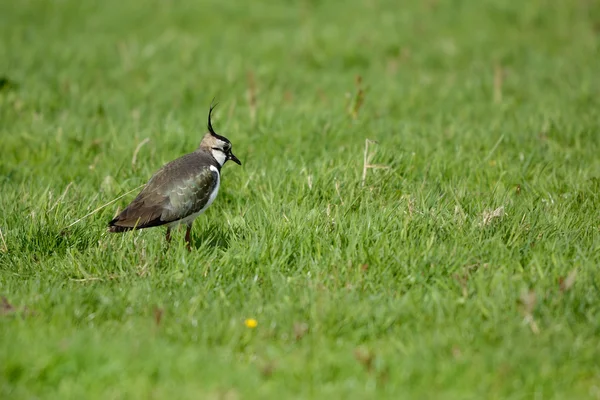 Northern Lapwing — Stock Photo, Image