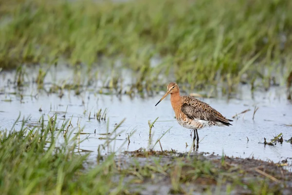 黑尾的 godwit — 图库照片