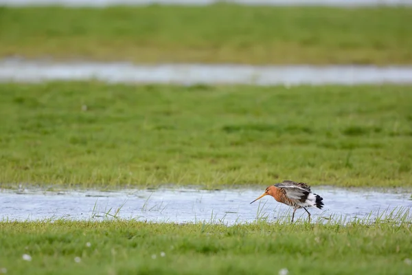 Black Tail Godwit — Fotografia de Stock