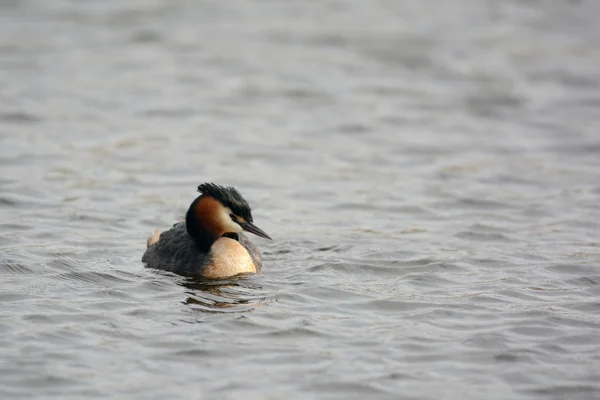 Great Crested Grebe in water — Stock Photo, Image