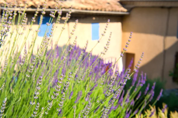 Lavendel in der Provence — Stockfoto