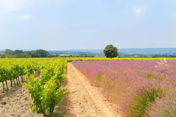 Vineyard in south-France — Stock Photo, Image
