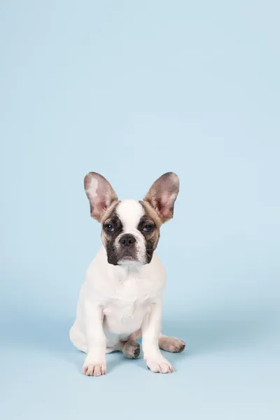 Franse bulldog puppy — Stockfoto