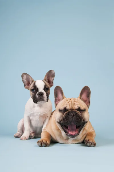 Fransk bulldog valp och vuxen hund — Stockfoto