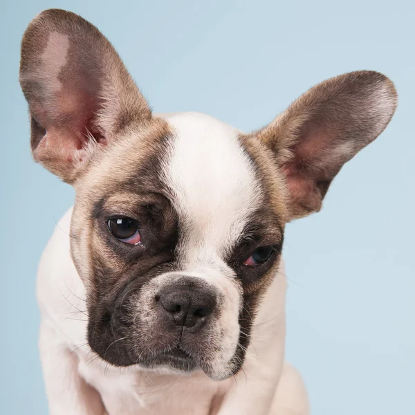 Cachorrinho de bulldog francês — Fotografia de Stock