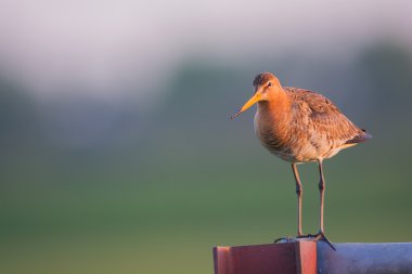 Kara Kuyruklu Godwit gün doğumunda