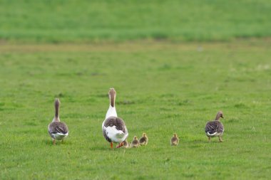 kazların kuşlar ile