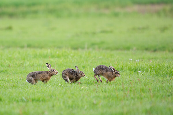 Running European hares