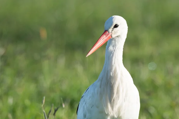 Cicogna in piedi in erba — Foto Stock