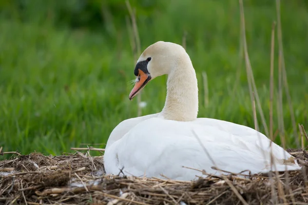 White mute swan on nest — Stock Photo, Image