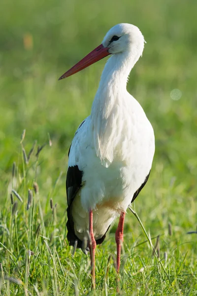 Storch steht im Gras — Stockfoto