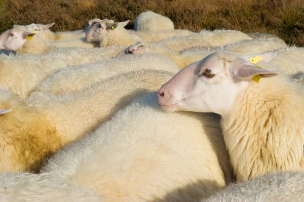 Sheep herd — Stock Photo, Image