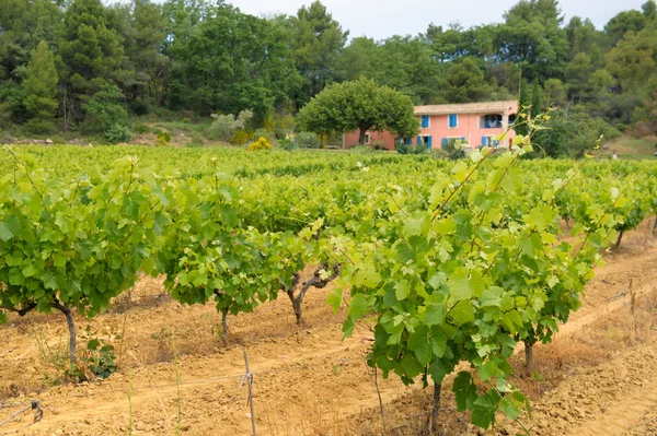 Виноградники Франции — стоковое фото