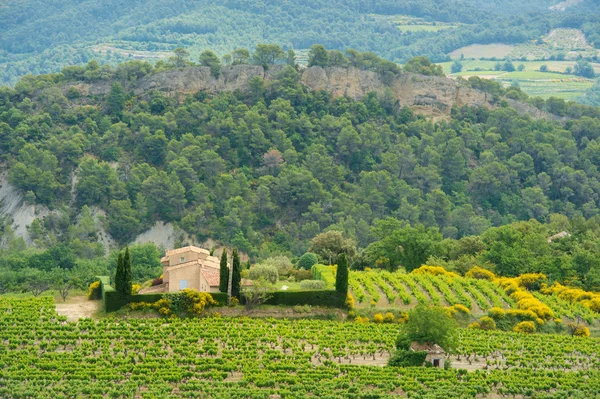 Weinberge in Frankreich — Stockfoto