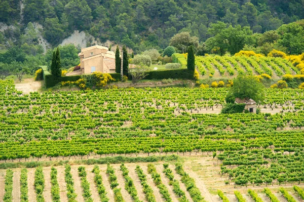 Viñedos en Francia — Foto de Stock