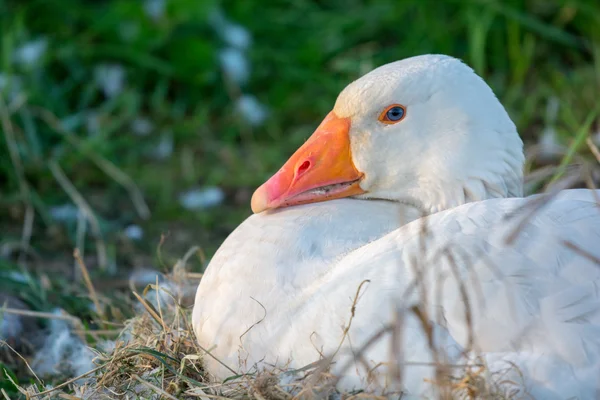 Bílá husa na hnízdě — Stock fotografie