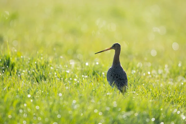 Godwit à queue noire — Photo