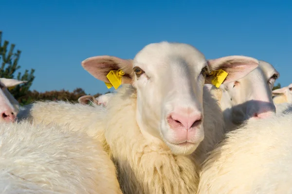 Kudde schapen — Stockfoto