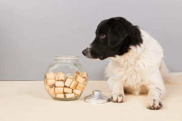 Stabyhoun hund — Stockfoto