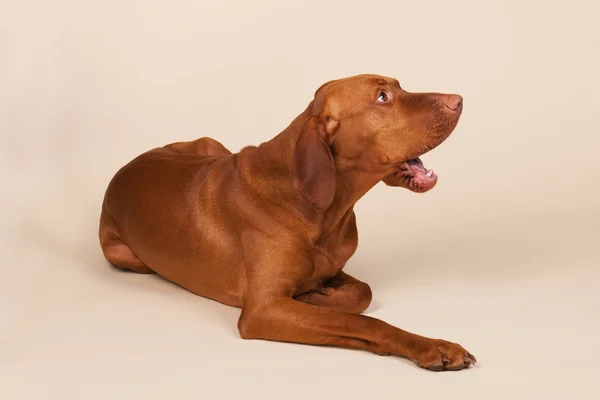 Ungerska eller magyar hundvalp (sittande) — Stockfoto