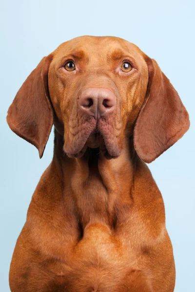 Ungerska eller magyar hundvalp (sittande) — Stockfoto