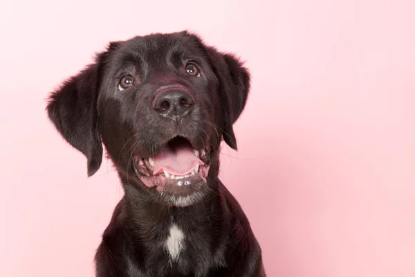 黒い十字の品種の犬 — ストック写真