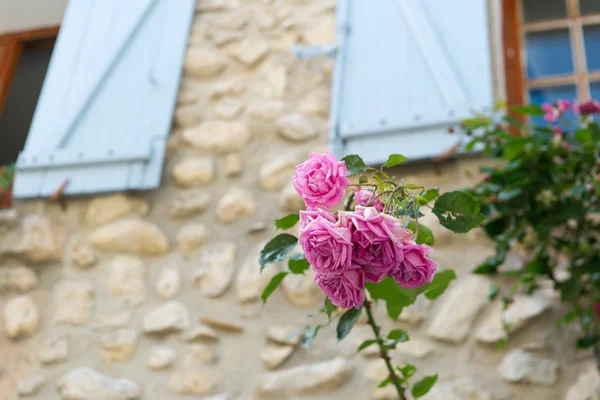 Rosa Rosen in Frankreich — Stockfoto