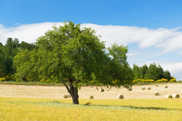 Rural French landscape — Stock Photo, Image