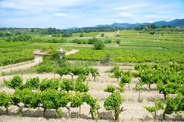 Vineyards in France — Stock Photo, Image