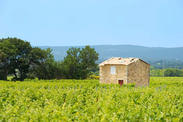 Vingård i syd-Frankrike — Stockfoto