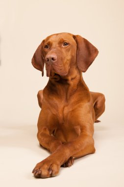 Macar veya magyar vizsla