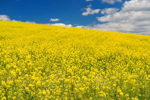 Campo de colza oleaginosa contra cielo azul — Foto de Stock