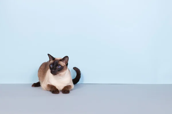 샴 고양이 — 스톡 사진
