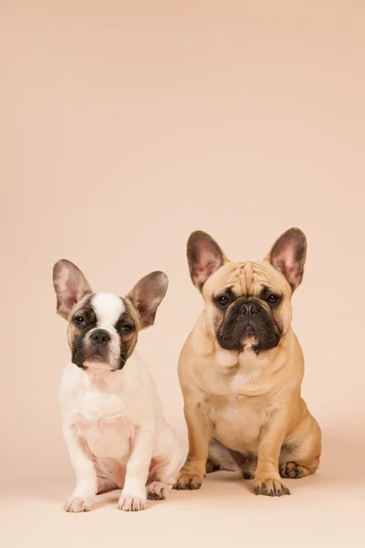 French bulldogs laying on beige background — Stock Photo, Image