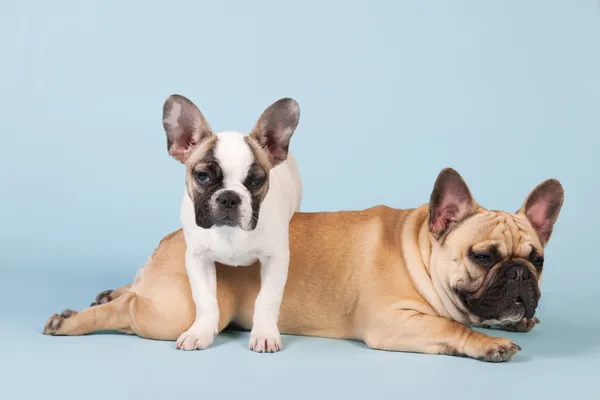 French bulldogs together on blue background — Stock Photo, Image