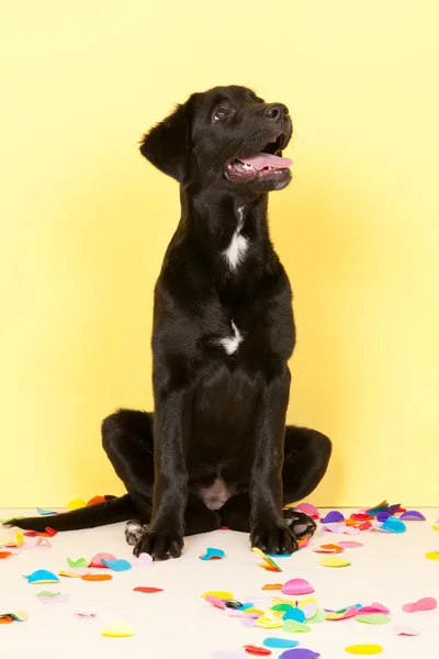 Cruz crianza perro poniendo con confeti —  Fotos de Stock