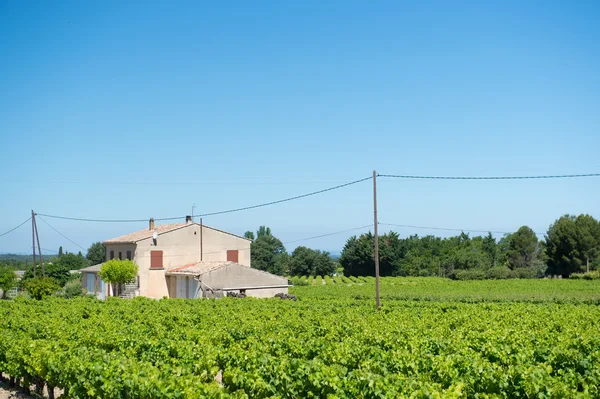 Vineyard Fransa — Stok fotoğraf