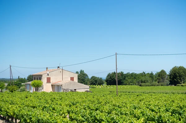 Viñedo en Francia —  Fotos de Stock