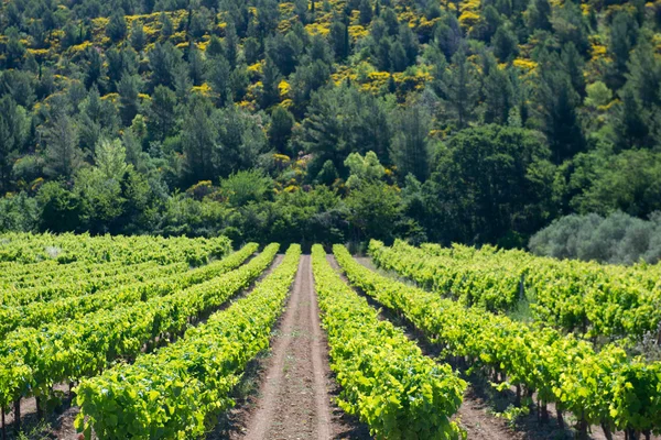 Weinberg in Frankreich — Stockfoto